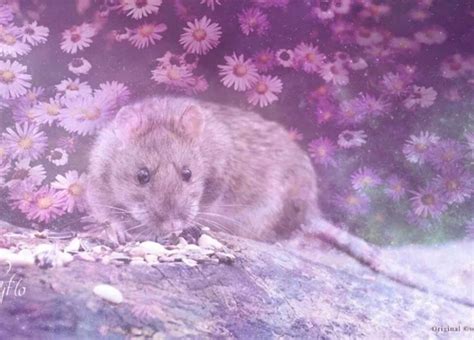 Uncovering the Significance of Rats within Dreams: Deciphering their Symbolic Meanings