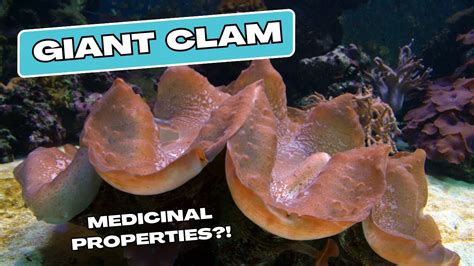 Understand the Vital Role of Giant Clams in Marine Ecosystems