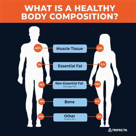 Understanding Body Composition