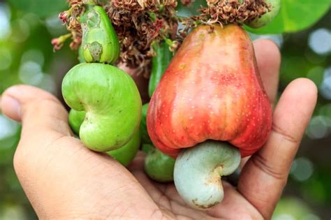 Understanding Cashew Development: From Flower to Nut