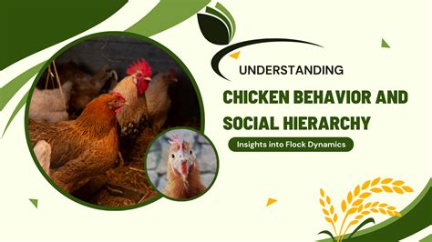 Understanding Chicken Behavior: Key Insights for a Harmonious Flock