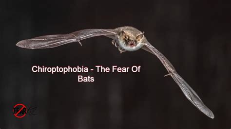 Understanding Chiroptophobia: Exploring the Fear of Bats