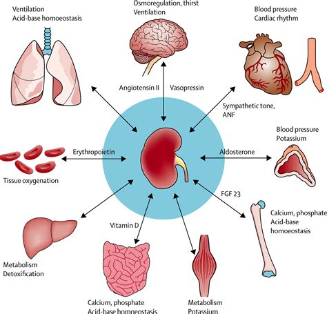 Understanding Dreams about Kidney Loss and Their Relationship to Personal Connections