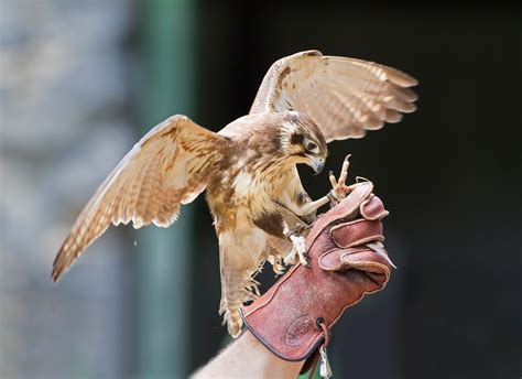 Understanding Falconry: The Ancient Art of Birds of Prey Ownership