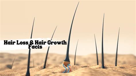 Understanding Hair Growth: The Fundamentals