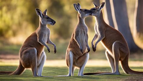 Understanding Kangaroo Behavior and Body Language