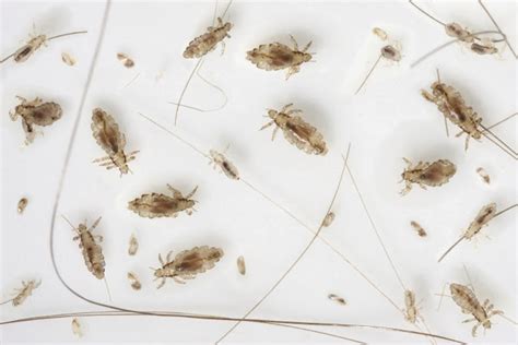 Understanding Lice: A Common and Persistent Problem