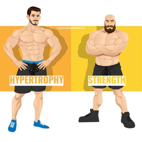 Understanding Muscle Growth: The Basics of Hypertrophy