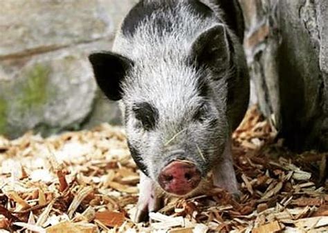 Understanding Pot Belly Pig Behavior and Characteristics