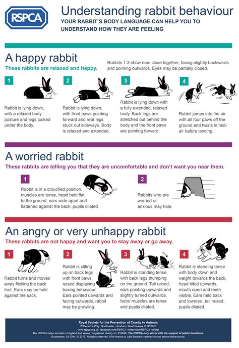 Understanding Rabbit Behavior: Key Factors for Successful Capture