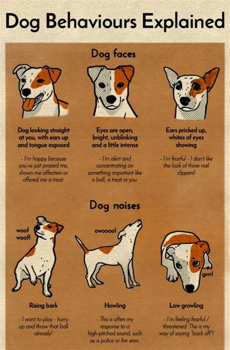 Understanding Small Dog Breeds