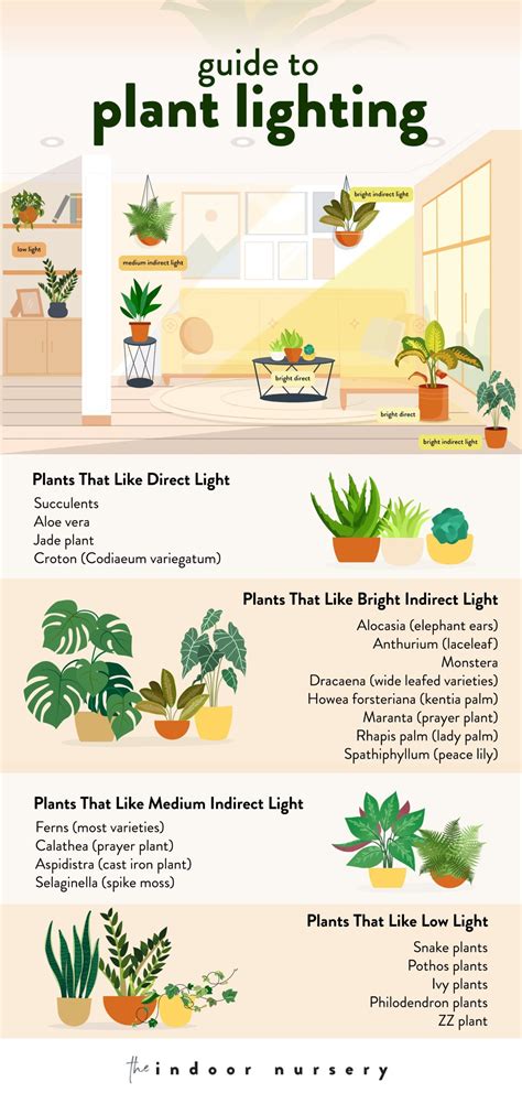 Understanding Soil and Sunlight Requirements for Various Flower Varieties