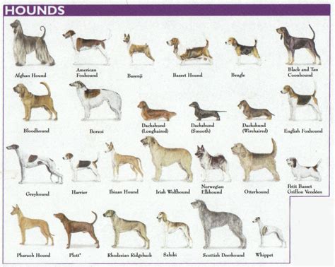 Understanding Various Canine Varieties