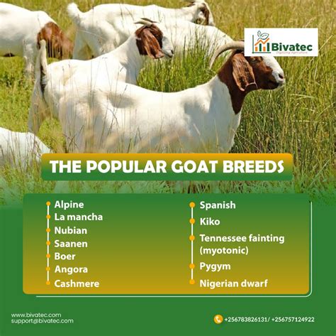 Understanding Various Goat Breeds: An Essential Guide 