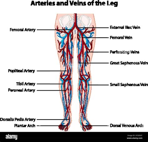 Understanding Veins on Legs: An Overview