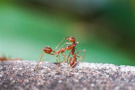 Understanding Wood Ant Communication and Coordination