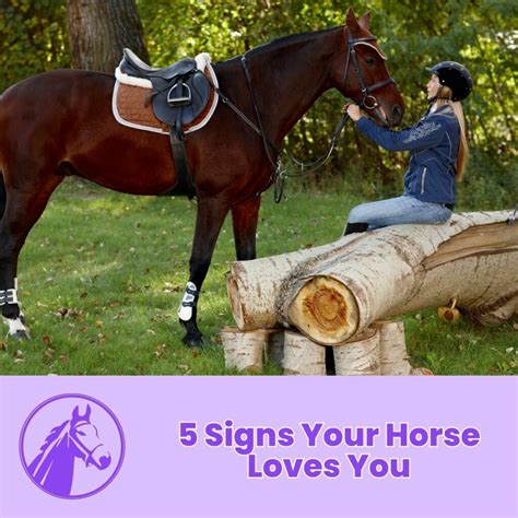 Understanding Your Equine Companion's Innate Thirst for Knowledge
