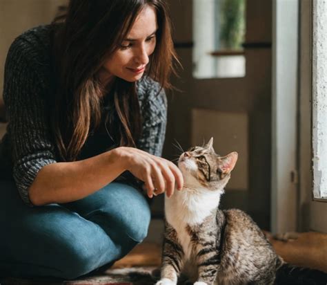 Understanding Your Feline Companion's Behavior: The Key to Ensuring Their Safety