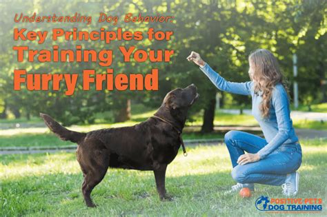 Understanding Your Furry Friend's Behavior: A Key to Successful Training