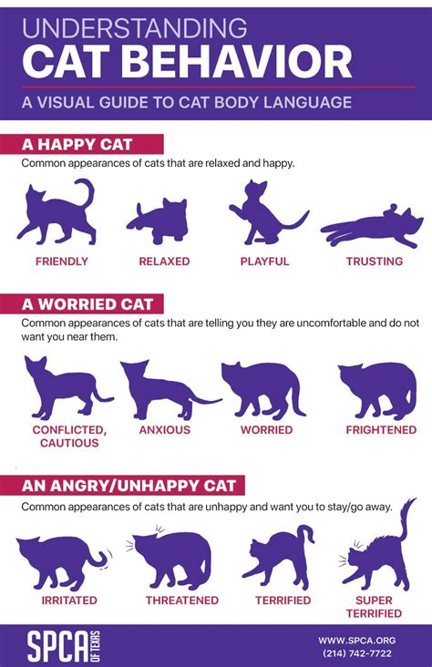 Understanding Your Kitten's Behavior: Common Traits and What They Signify