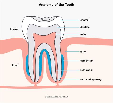 Understanding and Analyzing Dreams of Unstable Dental Structures