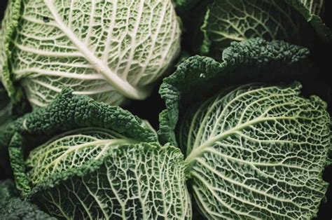 Understanding and Interpreting Rotten Cabbage Dreams: Insights from Experts