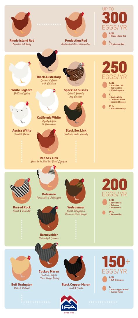 Understanding and Managing Egg Production in Various Breeds