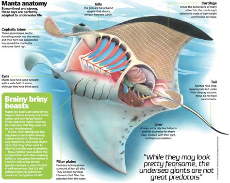 Understanding the Anatomy and Behavior of Stingrays