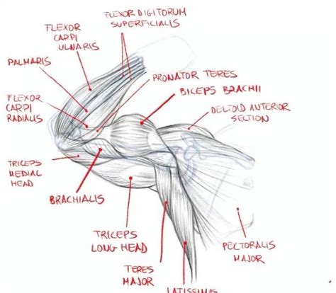 Understanding the Anatomy of Armpits for Enhanced Care