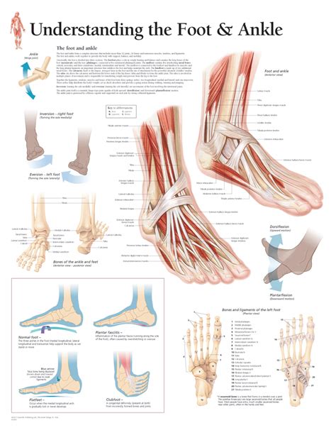 Understanding the Anatomy of Your Feet