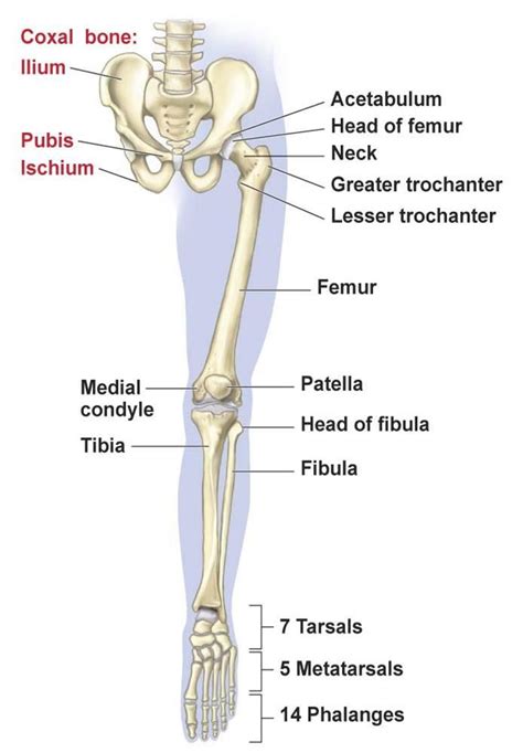 Understanding the Anatomy of Your Lower Extremities