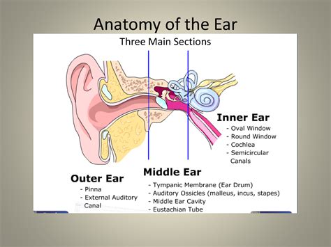 Understanding the Anatomy of the Ear: How Can Intruders Gain Entry?