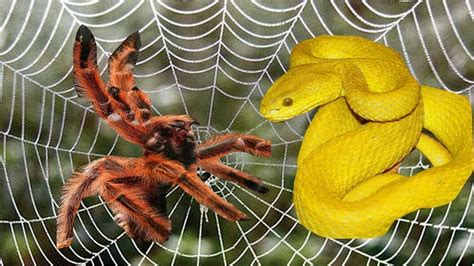 Understanding the Archetypes of Spiders and Snakes