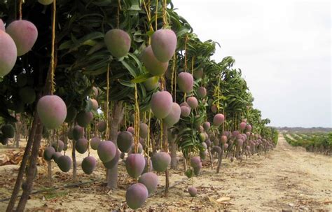 Understanding the Art of Mango Cultivation