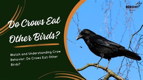 Understanding the Behavior of Crows in Dreamscapes