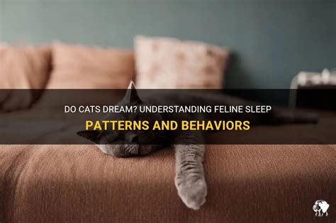 Understanding the Behavior of Dream Felines