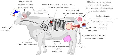 Understanding the Biology of Cows and Weight Gain