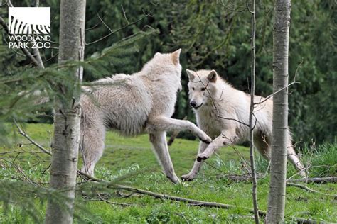 Understanding the Challenges Faced by Young Wolves