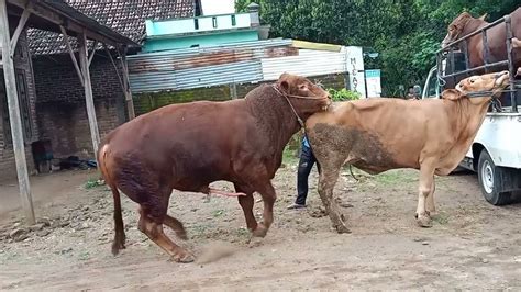 Understanding the Connection Between Bovine Reveries and Personal Bonds