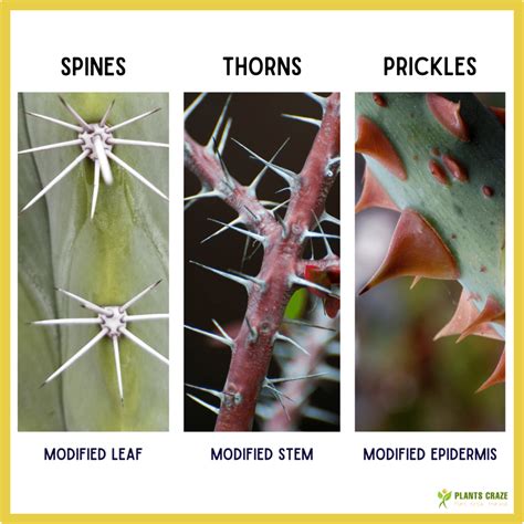 Understanding the Culprits: Types of Thorn Prickles