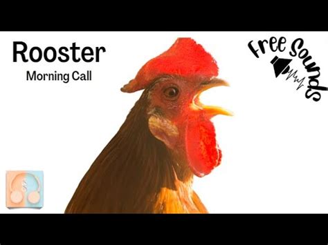 Understanding the Cultural Associations of a Rooster's Morning Call