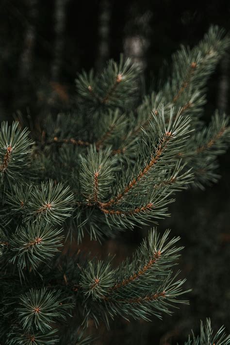 Understanding the Cultural Significance of Pine Needles in Dreams