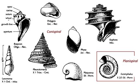 Understanding the Cultural and Historical Representations of Gastropods