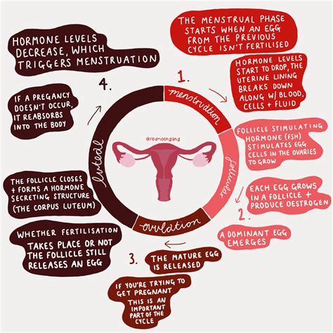 Understanding the Cycle of Menstruation and Its Significance