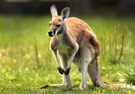 Understanding the Difficulties of Kangaroo Pet Ownership