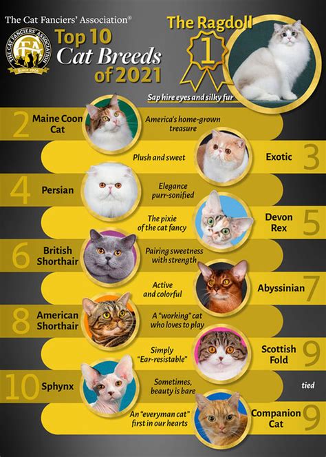 Understanding the Distinct Cat Breeds