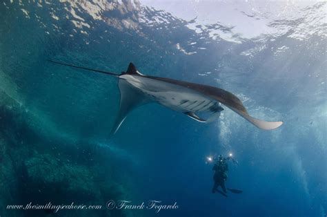 Understanding the Distinctive Attributes of Immense Mantas