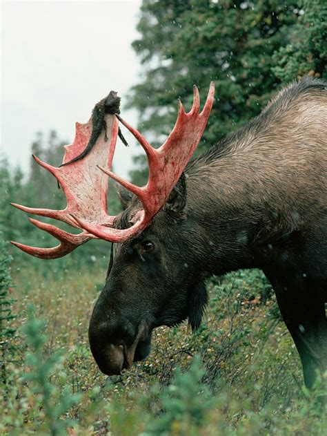 Understanding the Distinctive Traits of Moose as Companions