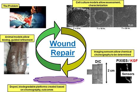 Understanding the Disturbing Vision: Observing a Close Companion Sustaining a Wound through Forceful Penetration