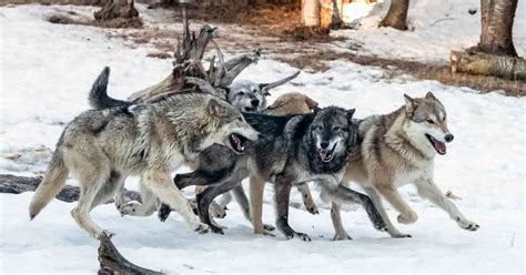 Understanding the Dynamics and Behavior of the Wolf Pack